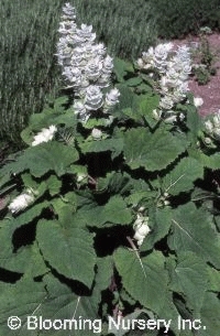 Salvia sclarea 'Vatican White'        